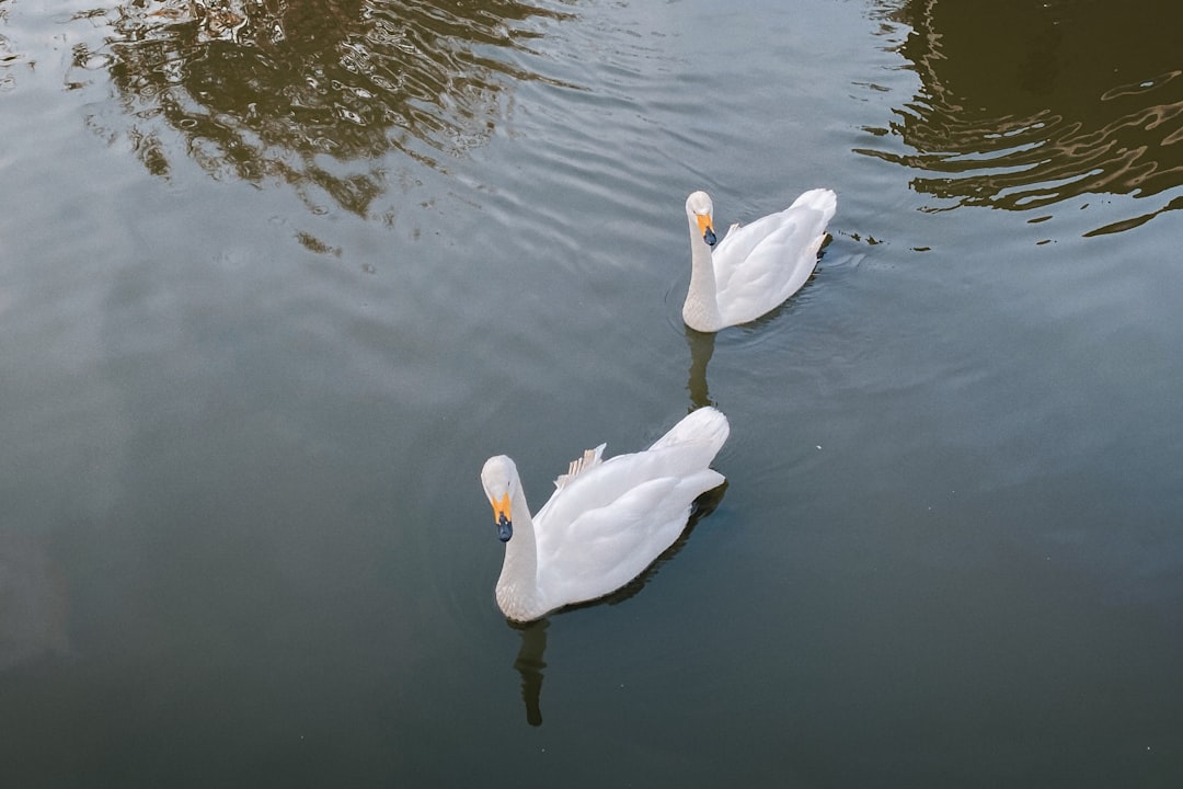 white swan on water during daytime