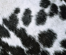 black and white zebra textile