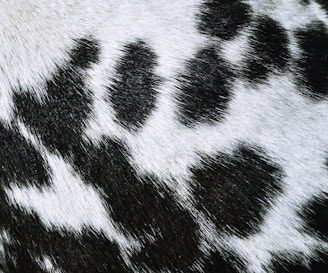 black and white zebra textile