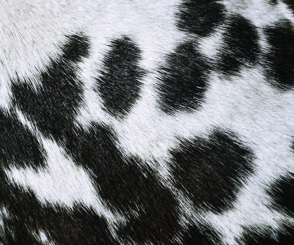 schwarz-weißes Zebra Textil