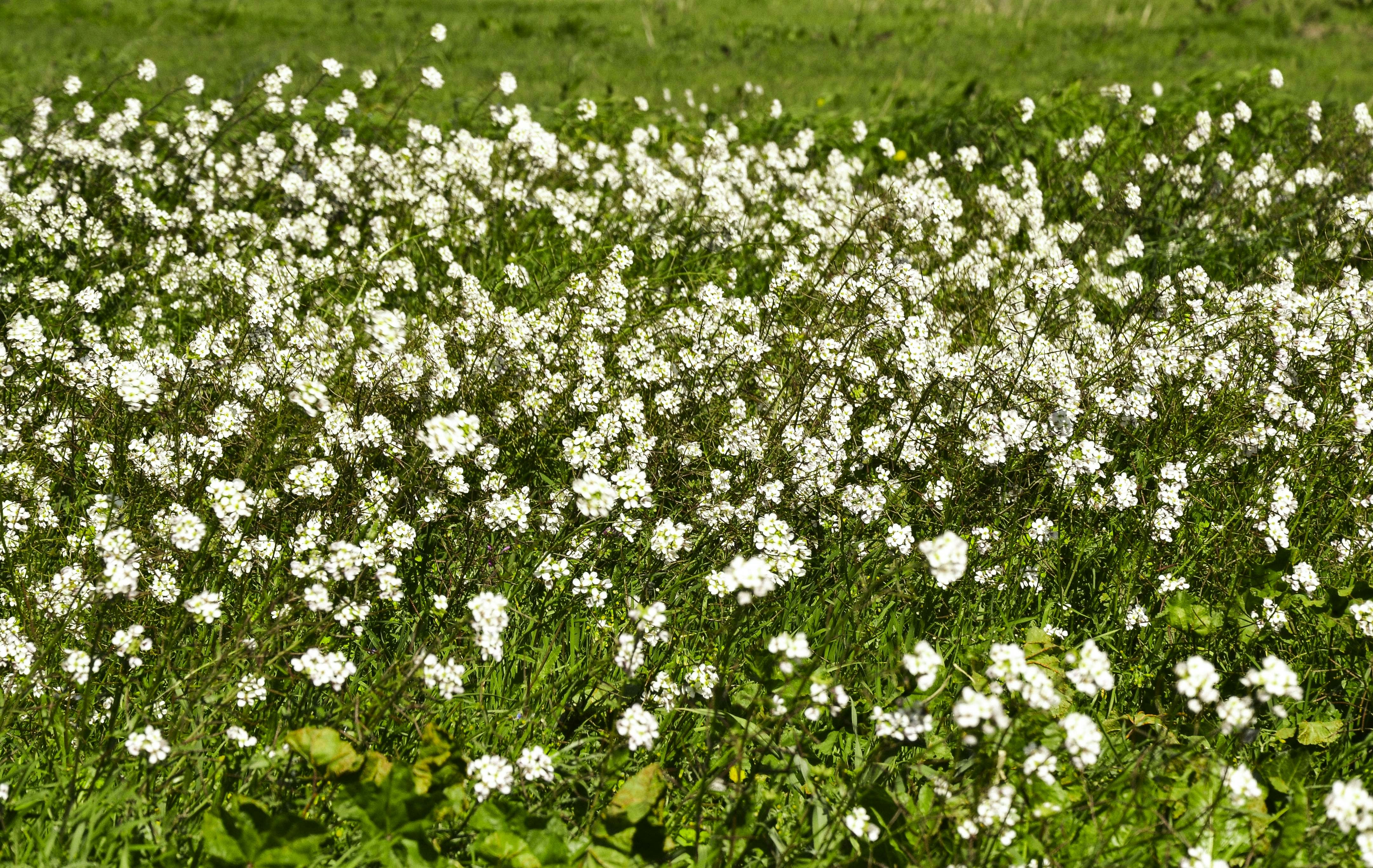 Photo by sergidolcet