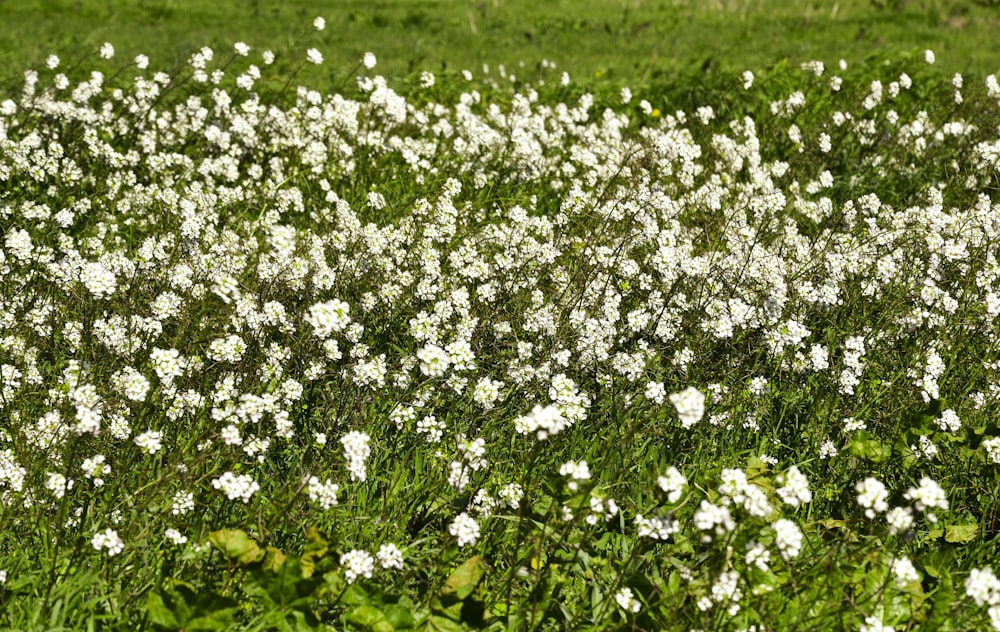 weißes Blumenfeld tagsüber