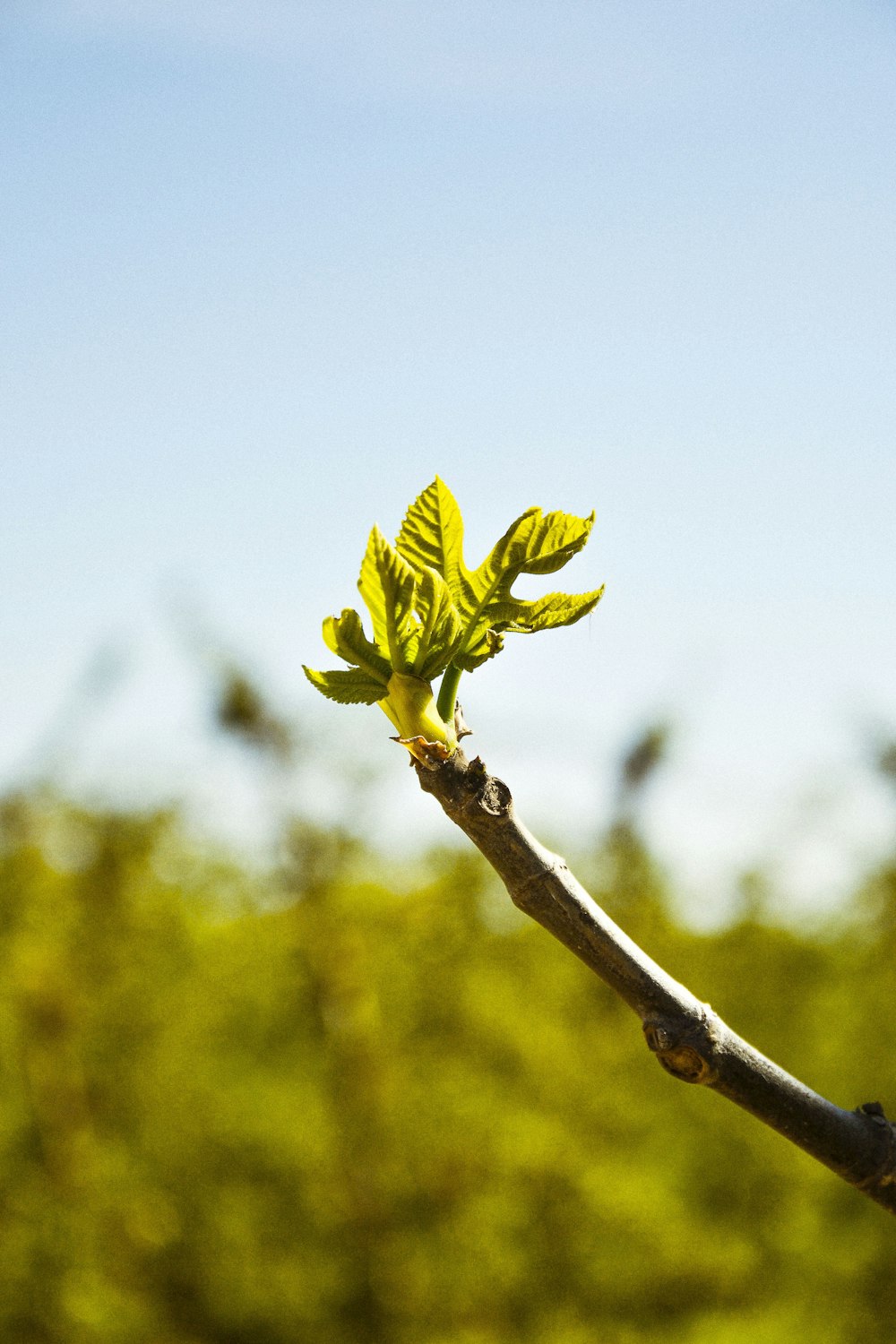 feuille verte sur tige brune