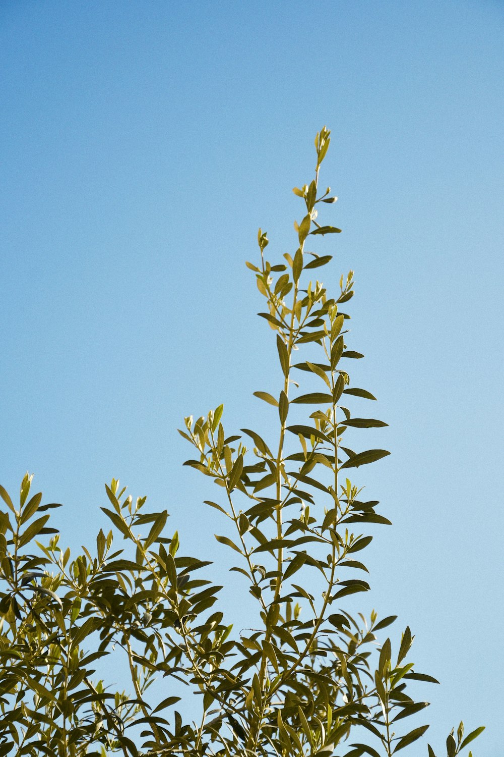 昼間の青空に映える緑の植物