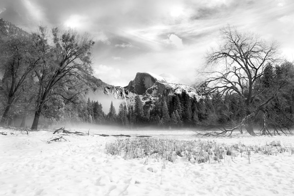 grayscale photo of trees on snow covered ground