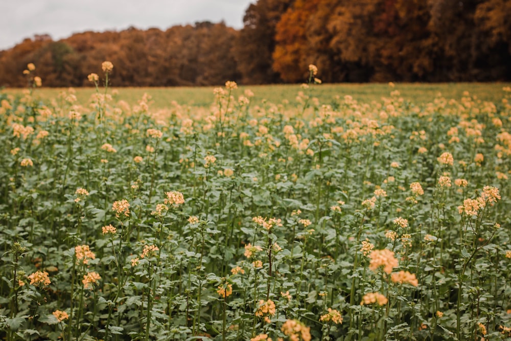 yellow flower field during daytime