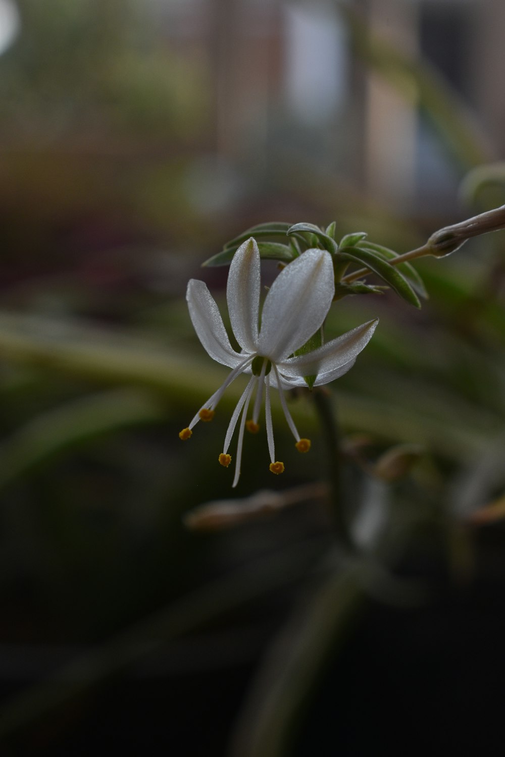 white flower in tilt shift lens