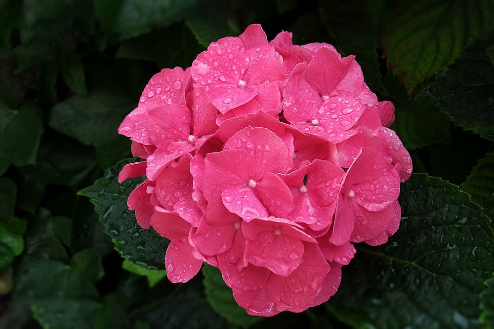 flor rosada con hojas verdes