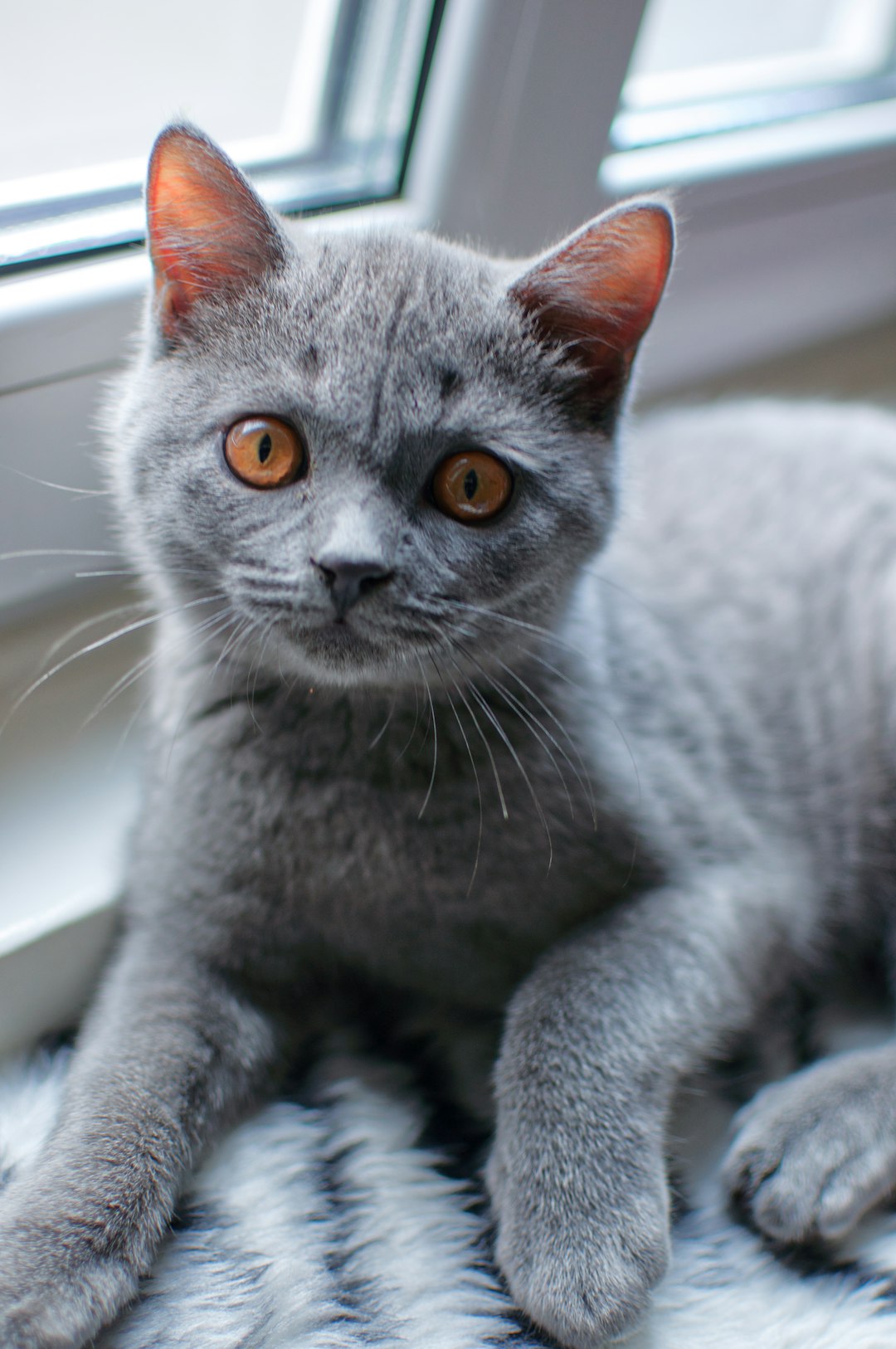 russian blue cat on white textile