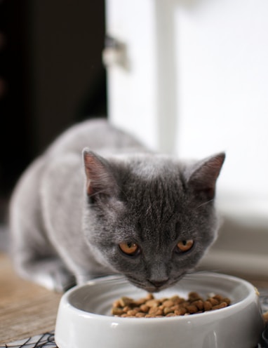 russian blue cat on brown wooden table