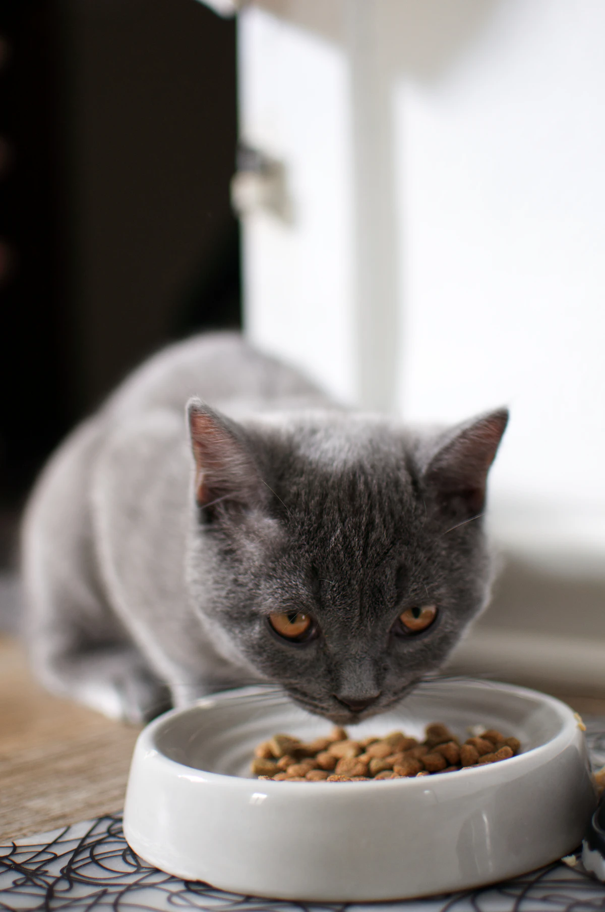 Chat en surpoids : comment le faire maigrir en douceur