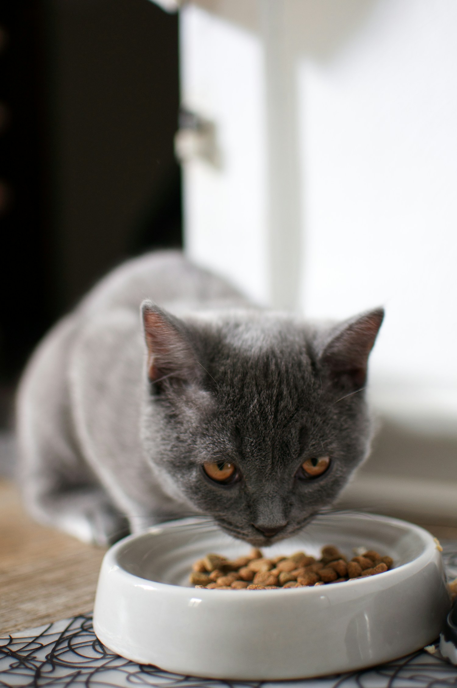 Healthy Dog Food
