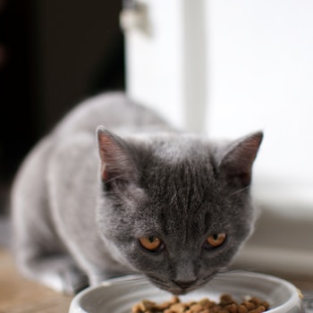 russian blue cat on brown wooden table