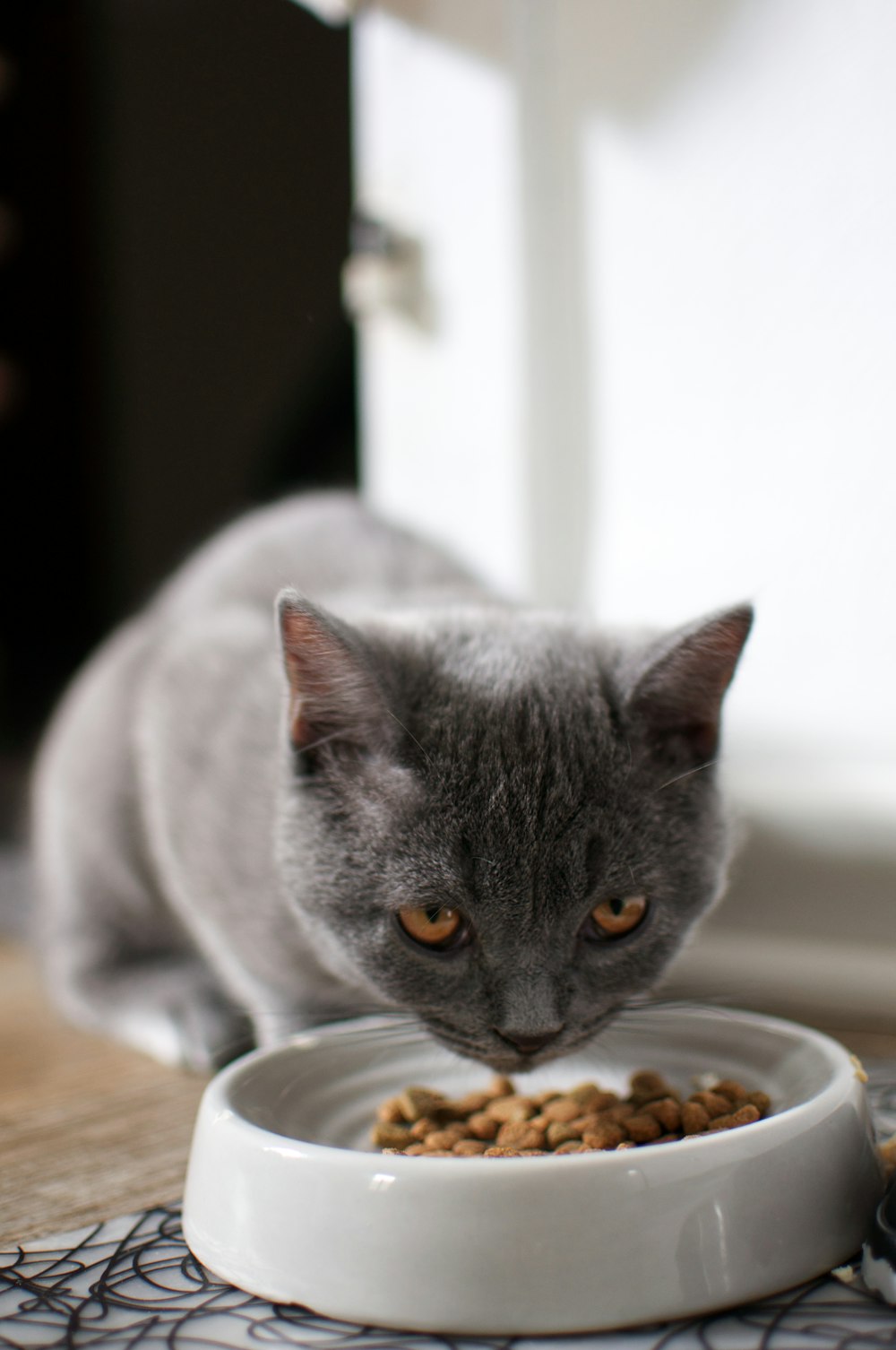 russian blue cat on brown wooden table