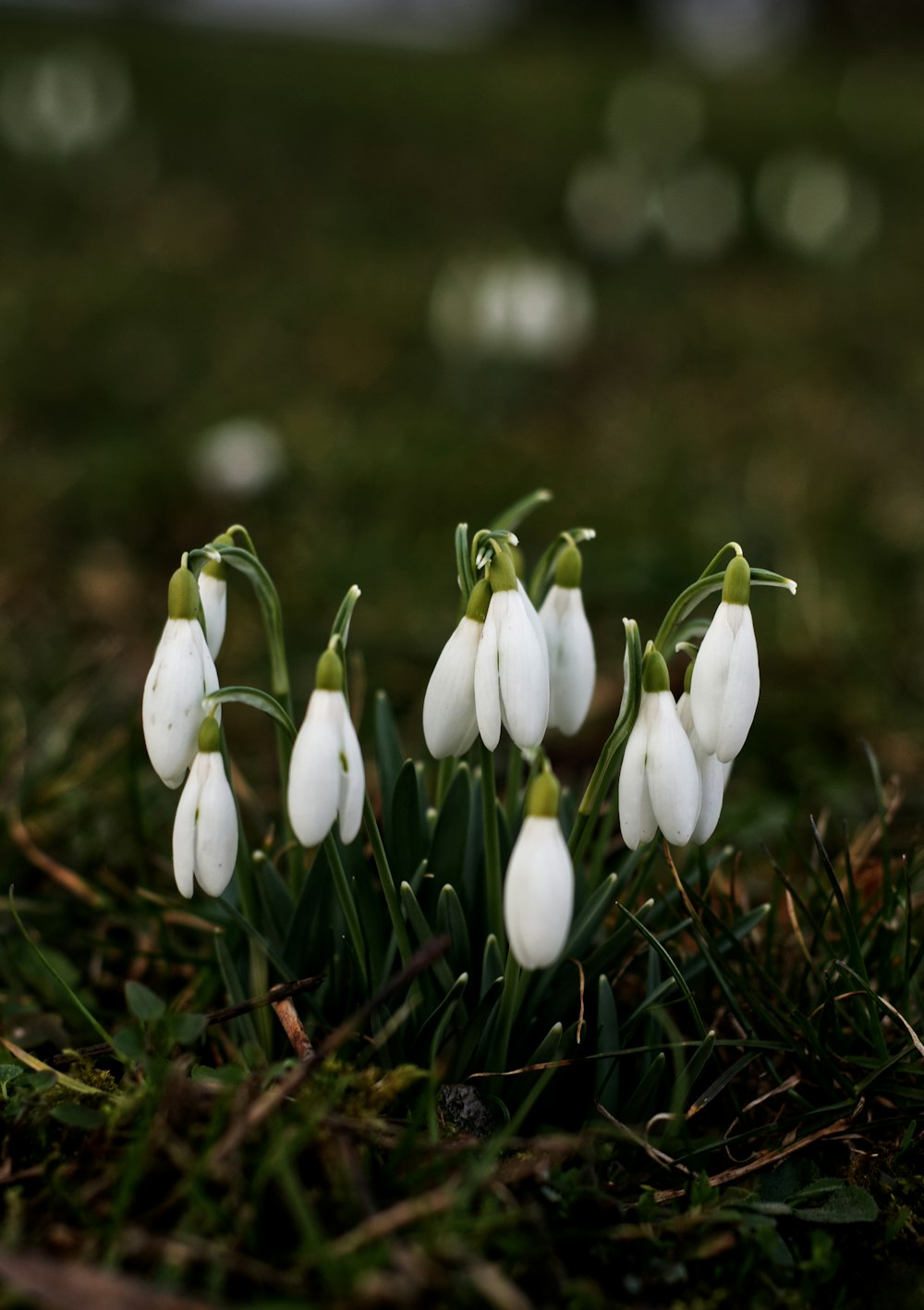 white tulips in bloom during daytime