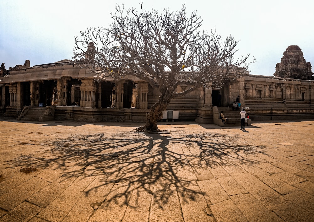 Arbre nu près d’un bâtiment en béton brun pendant la journée