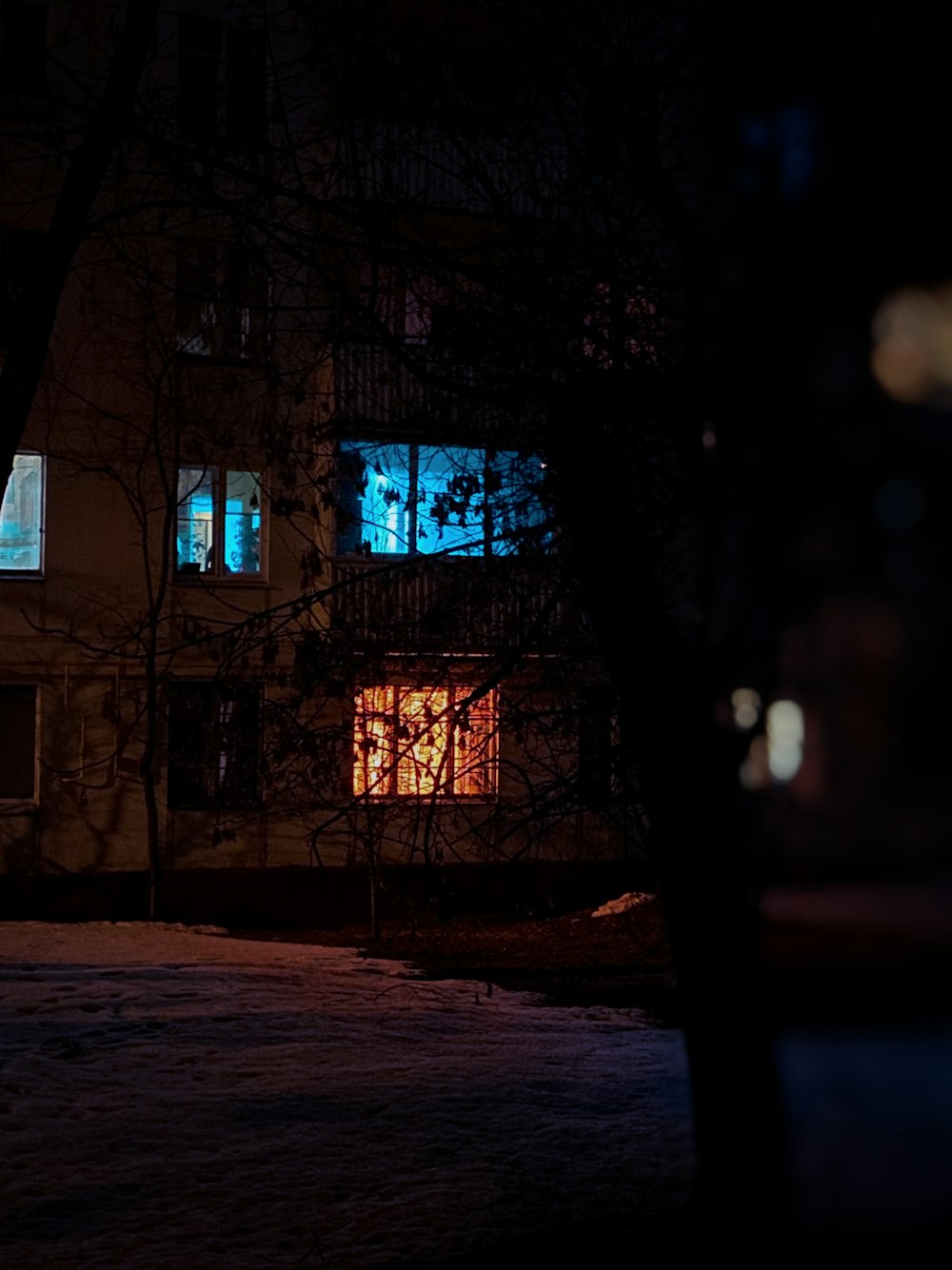 bare trees in front of building during night time