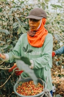 Takengon Estate's coffee farmer