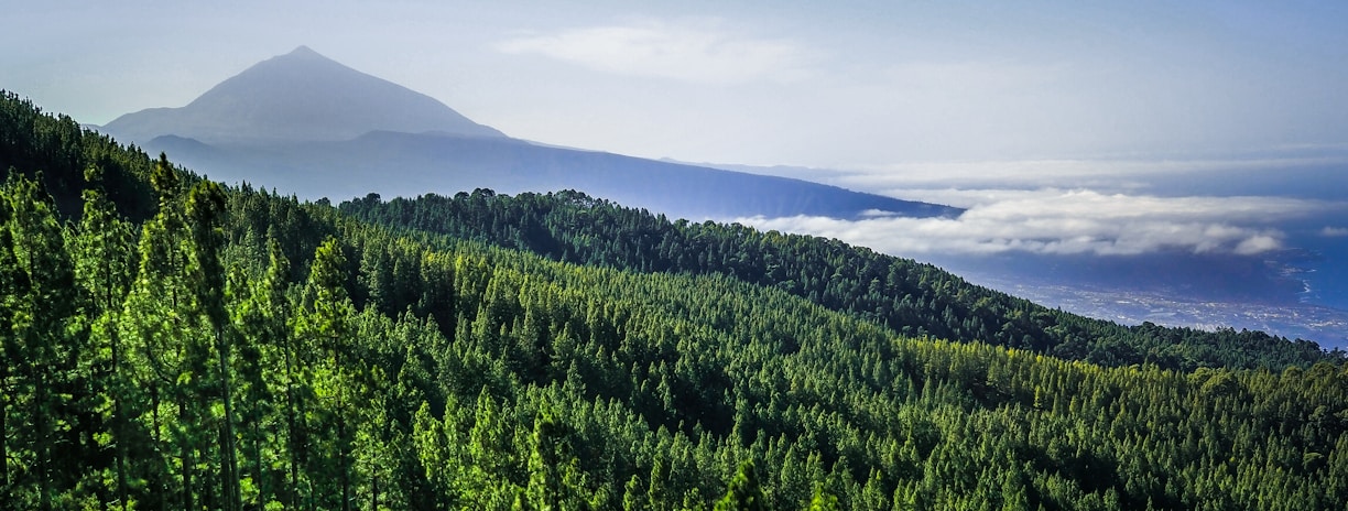 green trees on mountain Teide under blue sky during daytime
