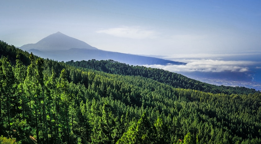 green trees on mountain Teide under blue sky during daytime