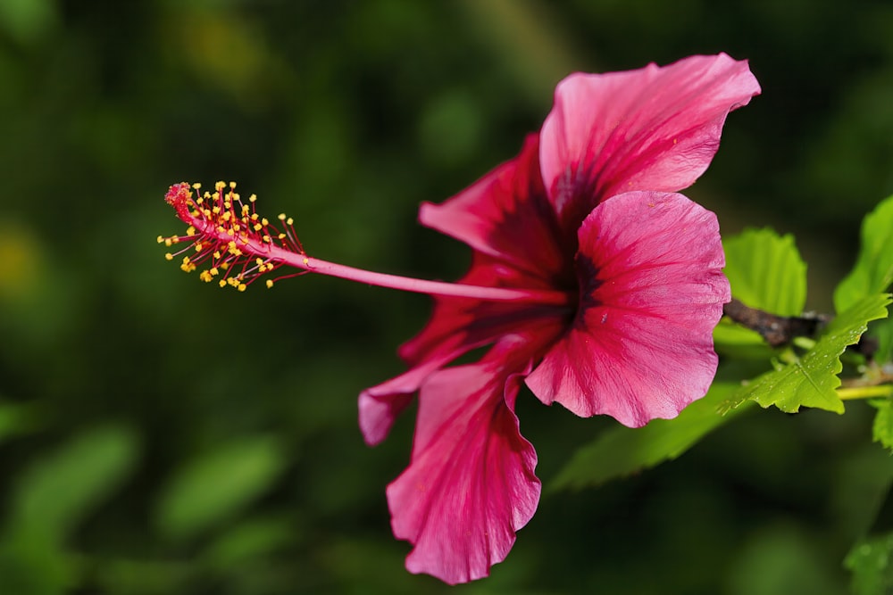 pink hibiscus in bloom during daytime