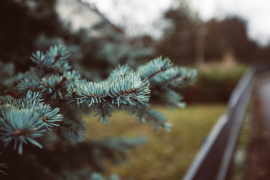 green pine tree in close up photography