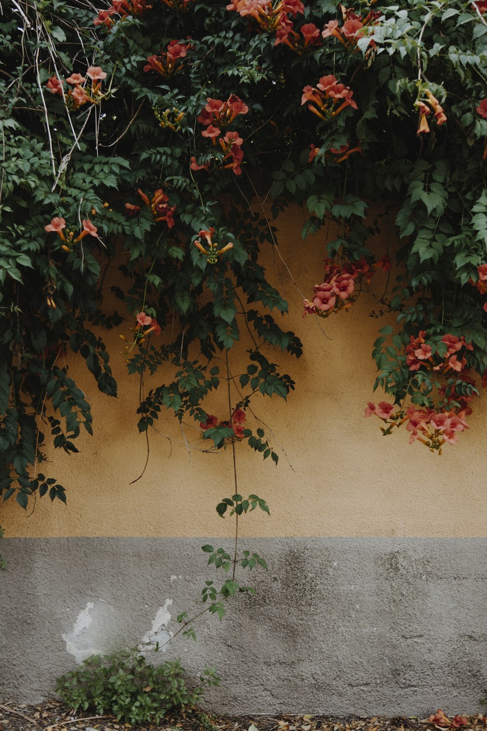 red and green leaf plant