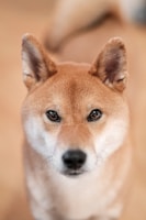 A close-up of a curious Shiba Inu looking into the camera.