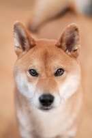 A close-up view of a Shiba Inu dog looking directly at the camera with a neutral expression. The background is blurred, keeping the focus on the dog's face.