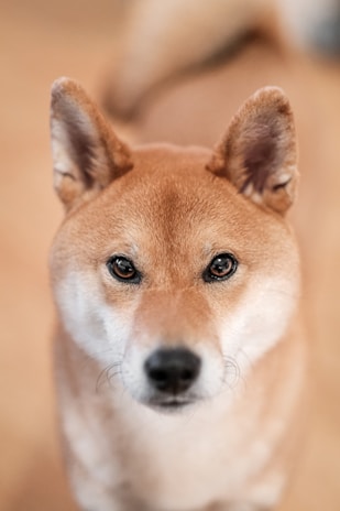 A close-up of a shiba inu making a silly face.