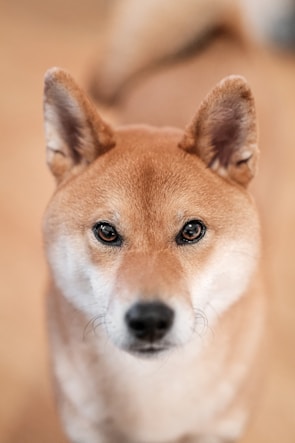 A close-up of a curious Shiba Inu looking into the camera.