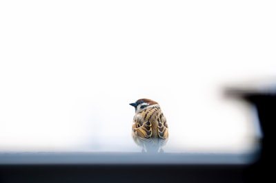 brown and black bird on black surface