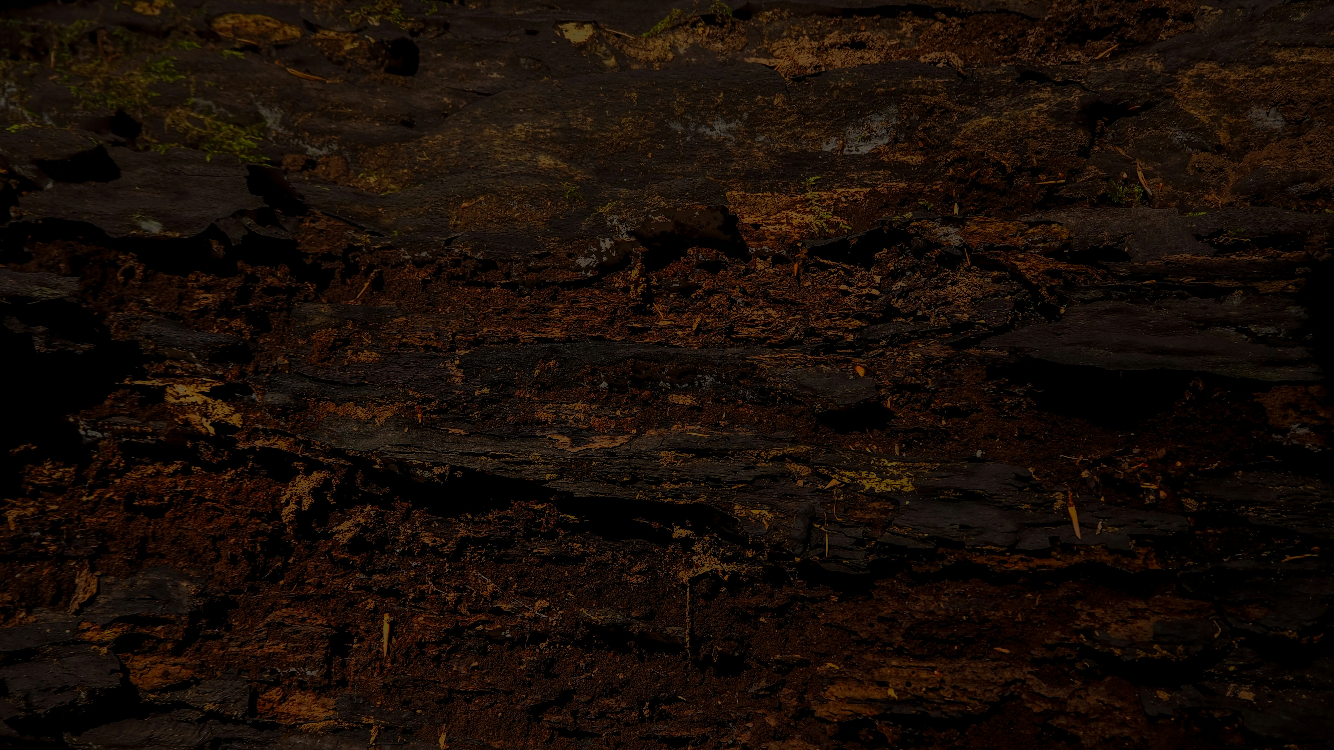 Photo by wimvanteinde