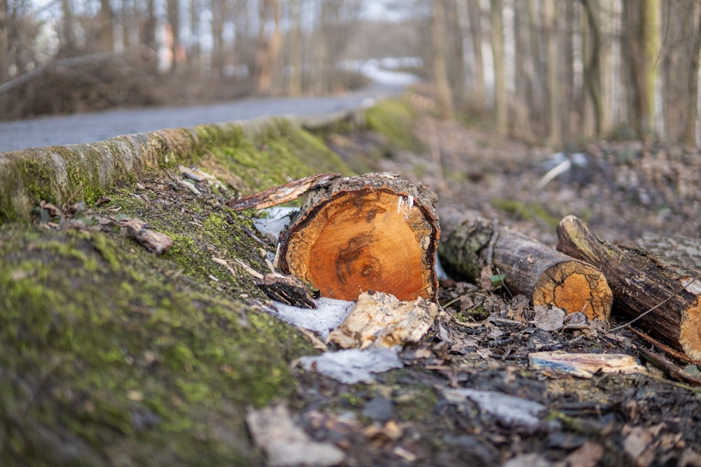 brown and white wood log on green moss