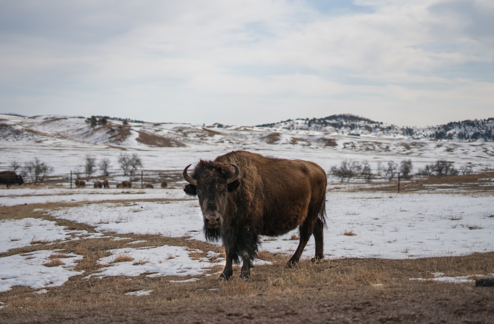 brown bison on white snow field during daytime