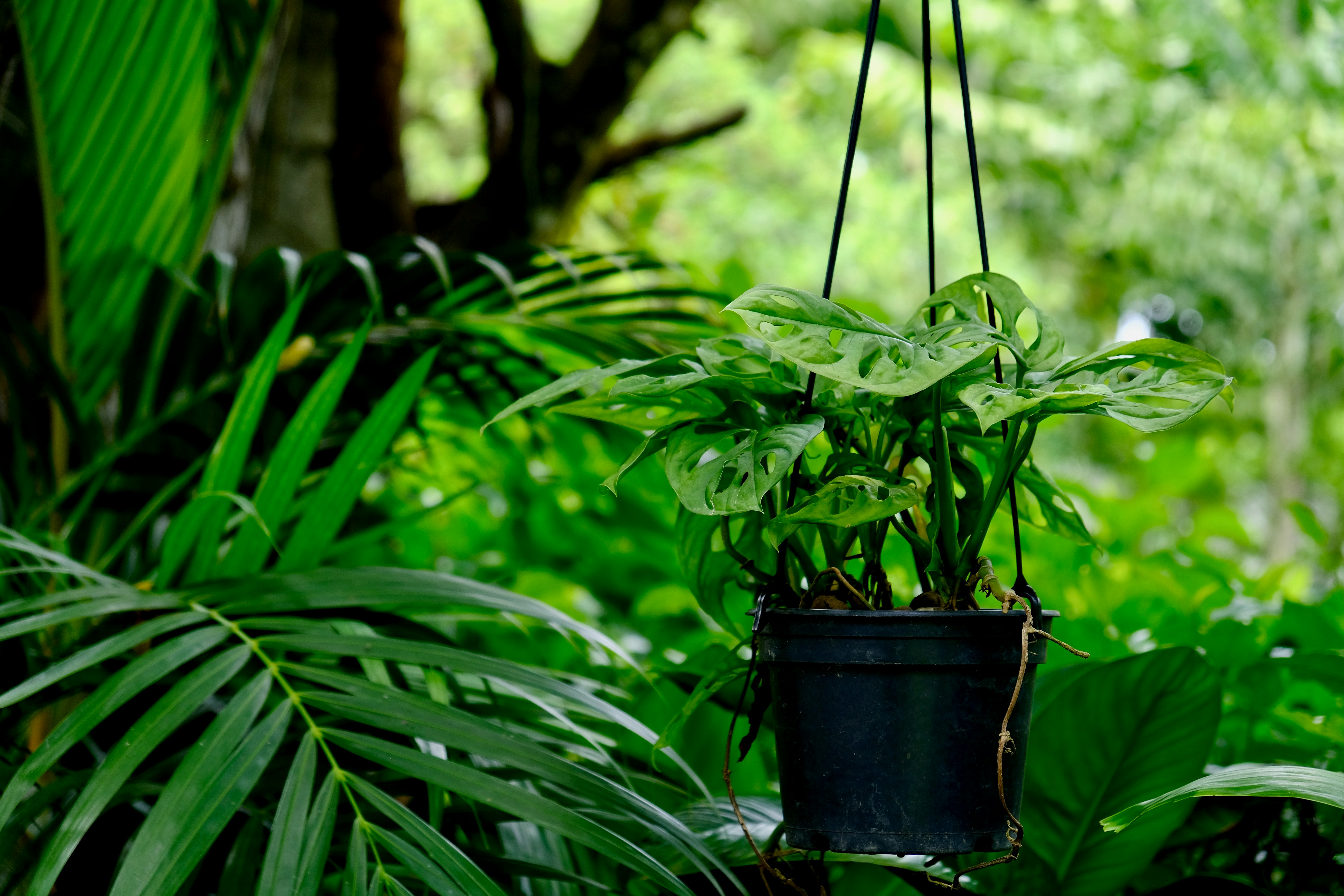 green plant in black pot