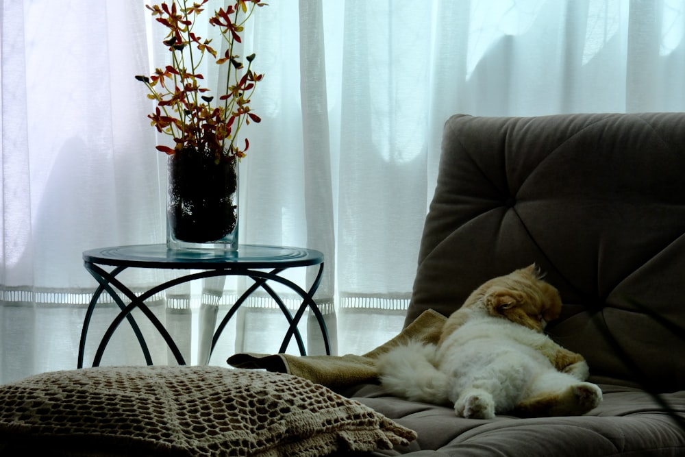 white and brown short coated dog lying on brown and black textile