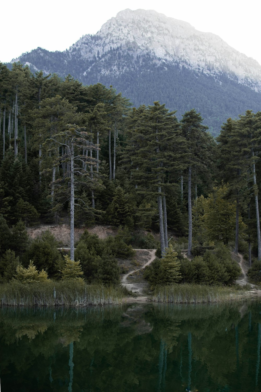 arbres verts près de la montagne pendant la journée