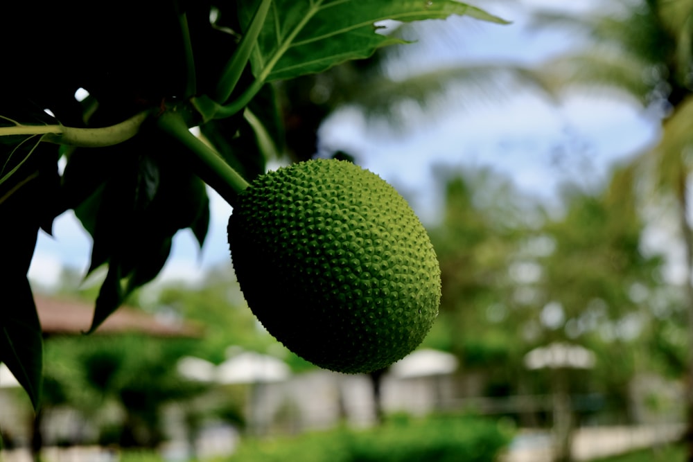 green fruit in close up photography