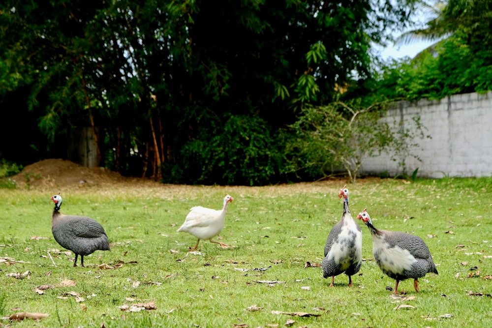 pato branco e pato cinzento no campo de grama verde durante o dia