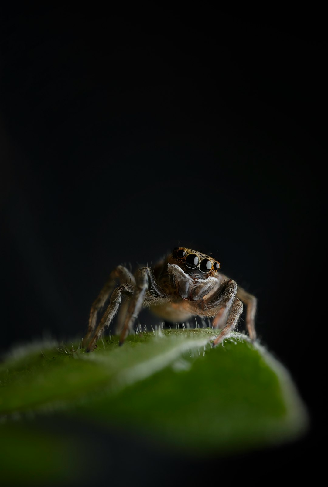 brown jumping spider on green leaf in close up photography