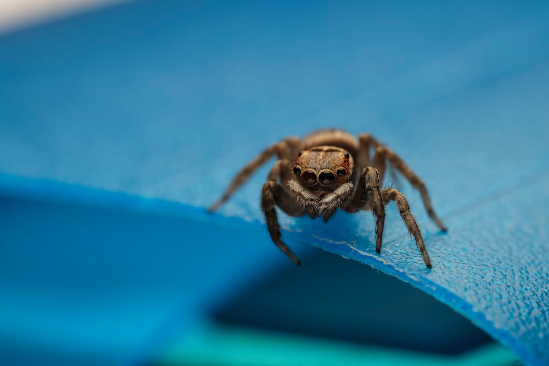 brown jumping spider on blue surface