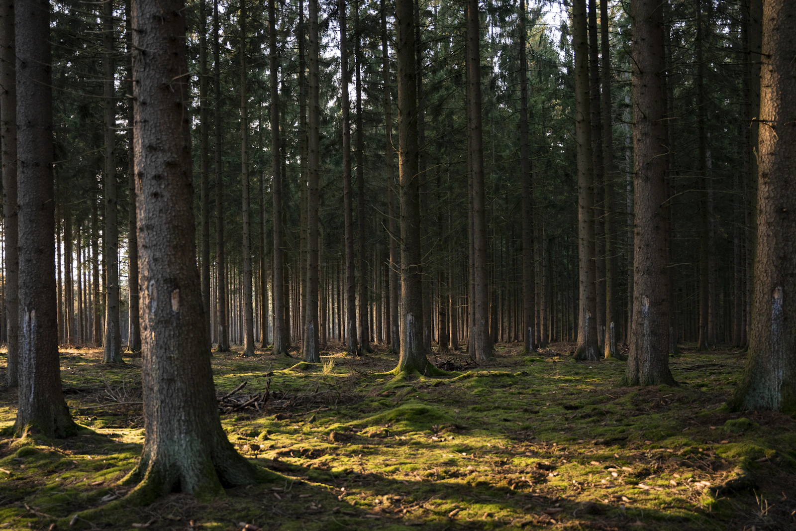 Sunlight through tall straight pines over an open, mossy forest floor on a gently sloping wooded lot