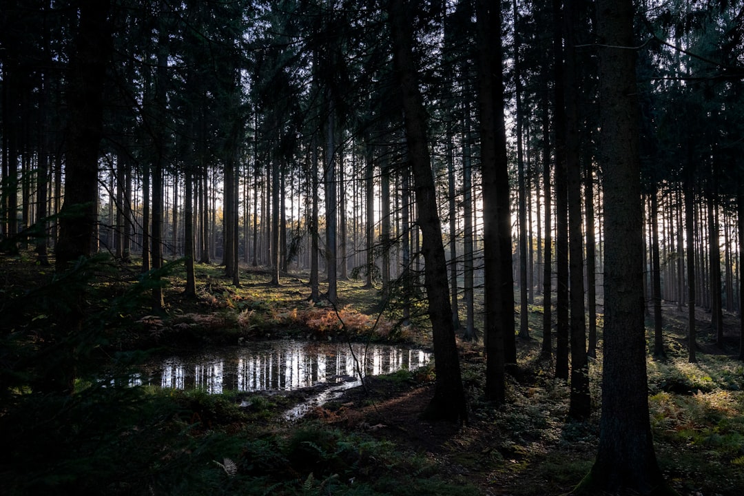 green trees on forest during daytime