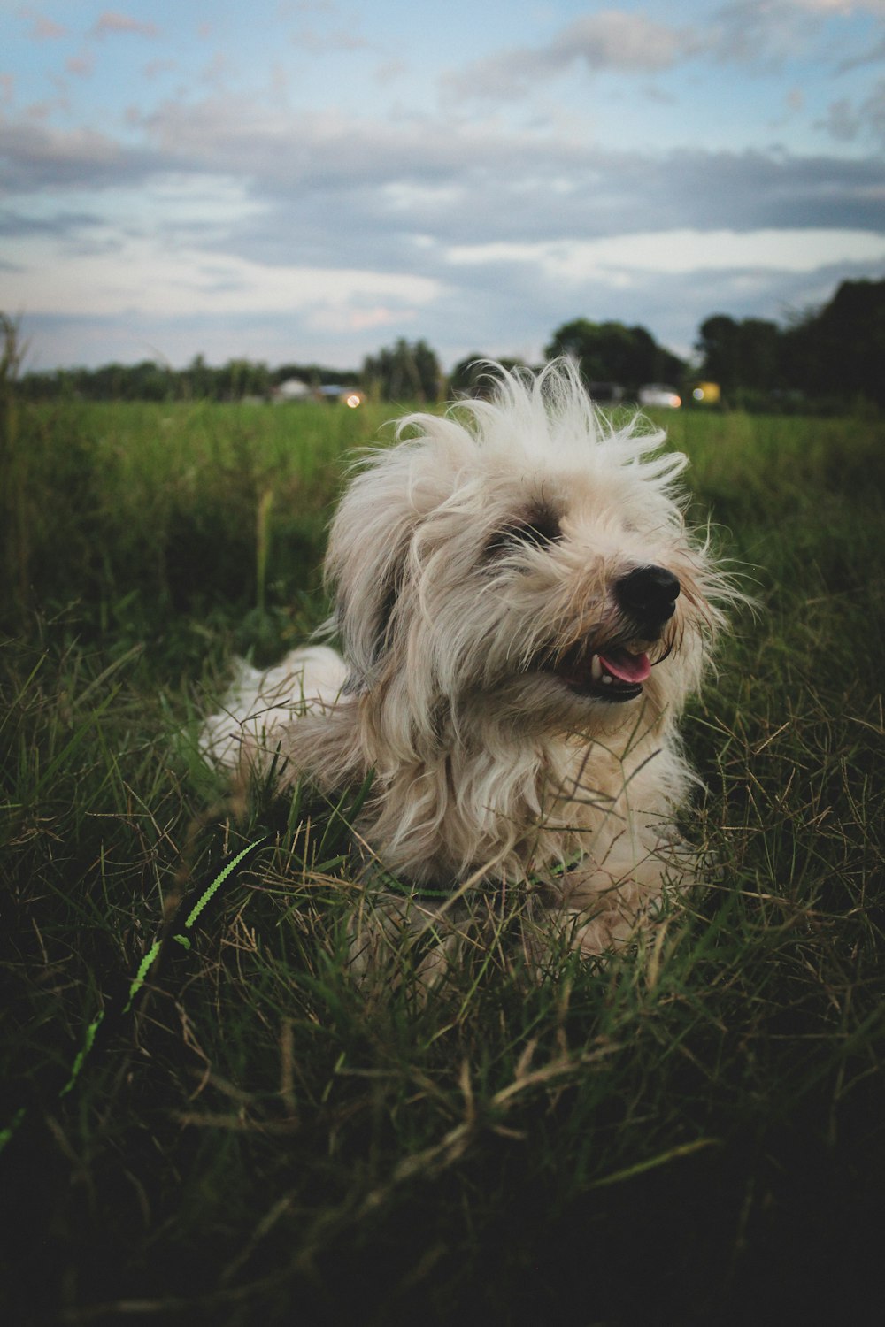 white long coat small dog on green grass field during daytime