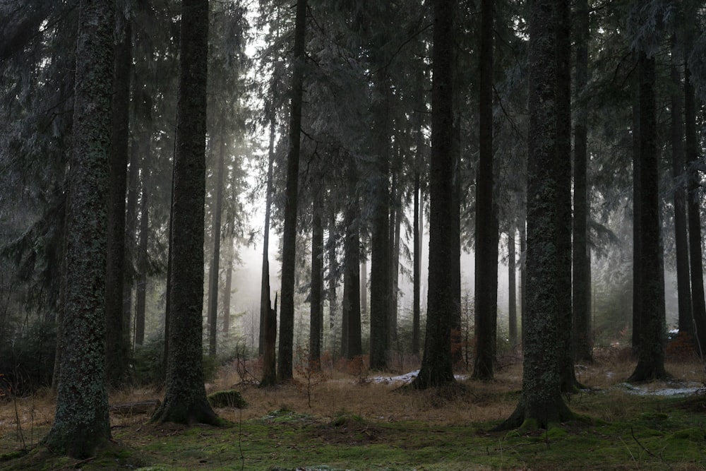 brown trees on green grass field during daytime