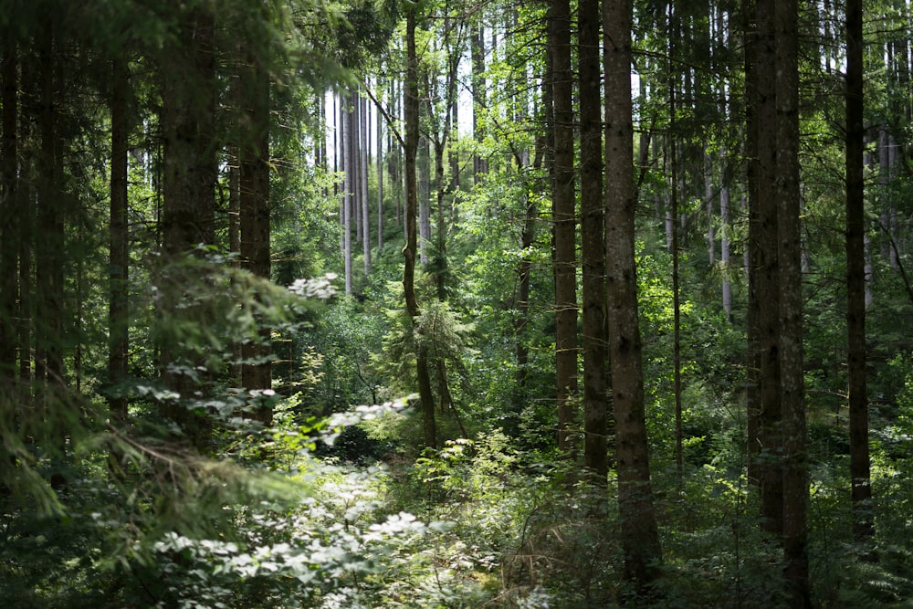 green trees in the forest during daytime