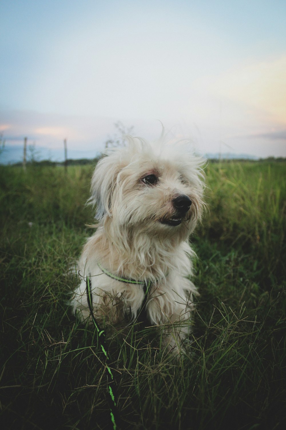 white long coat small dog on green grass field during daytime