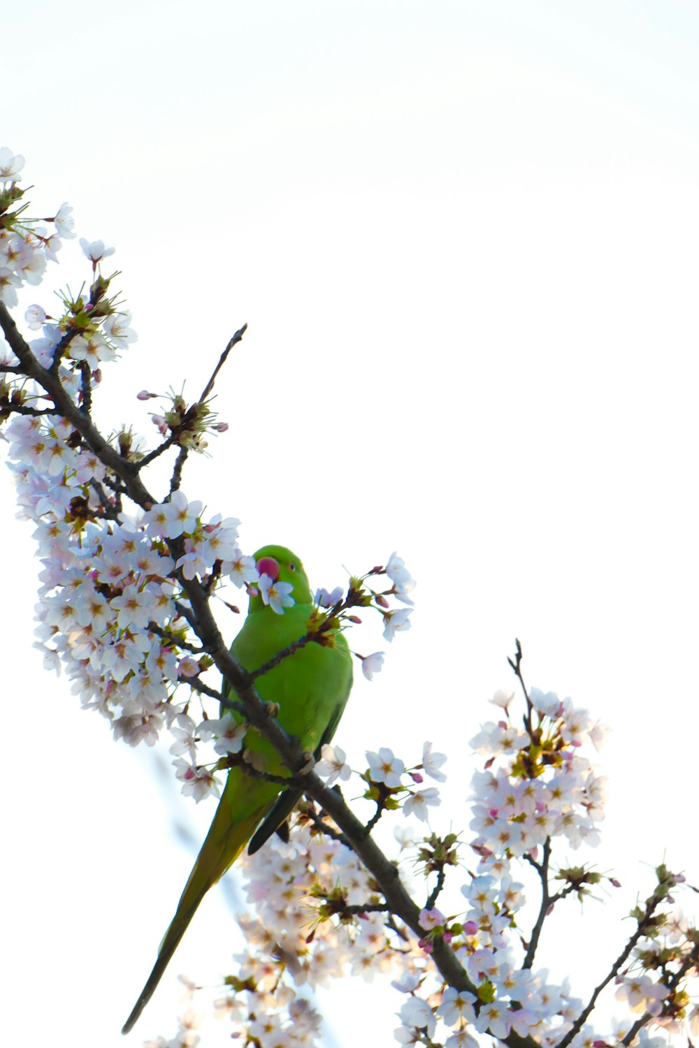 green bird on tree branch