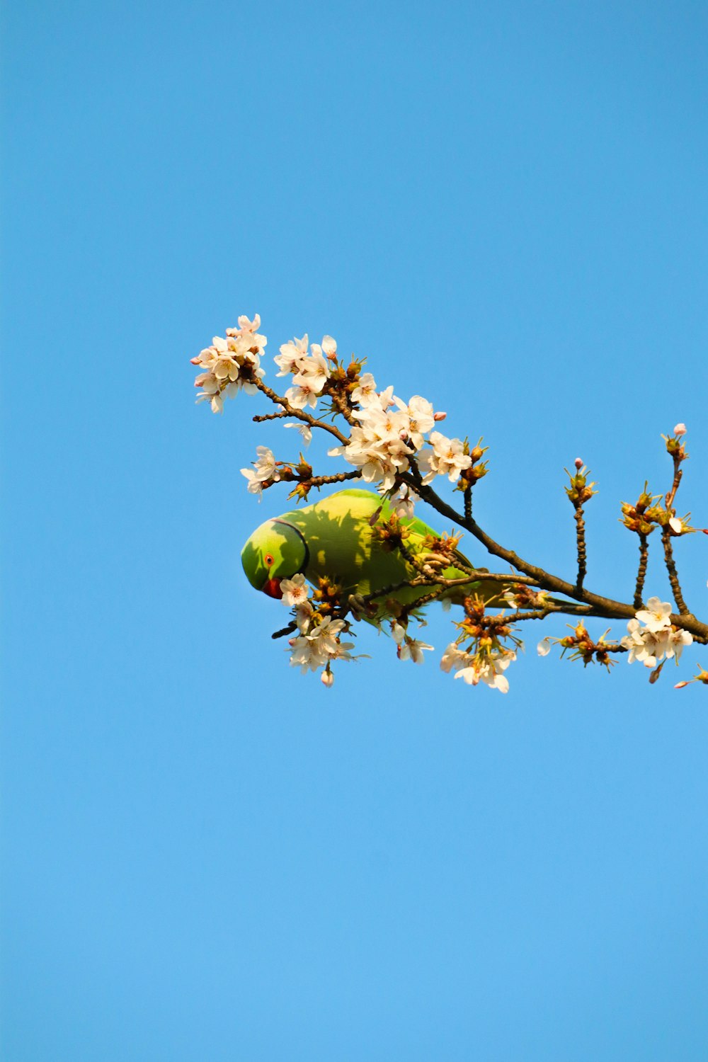 green fruit on brown tree branch during daytime